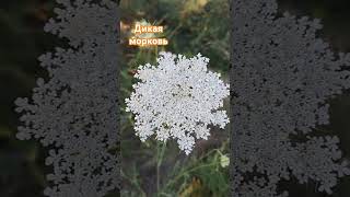 Дикая морковь квіти nature flowers daucus [upl. by Netsrek]