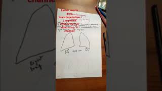 Bronchopulmonary Segments  Easiest Way  Anatomy Easy Drawing Series  anatomytutorial [upl. by Enitsenrae]