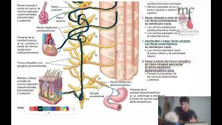 Inervación simpática abdominal Fácil [upl. by Anni]