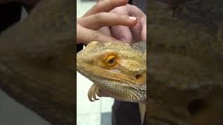 How Did Bearded Dragons Get Named [upl. by Nazler]