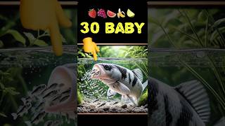 Aquarium cichlid fish giving birth to 30 babies fish 💪😍 fish 물고기 fishing [upl. by Aplihs]