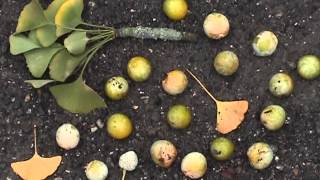 Edible Plants Ginkgo [upl. by Einavoj]