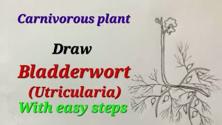 Bladderwort drawing easy for kids Utricularia drawing easy carnivorous plant drawing for science [upl. by Kirst999]