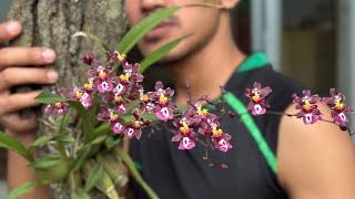 Oncidium di papan [upl. by Aurlie]