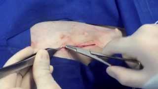 Ovariohisterectomía en hembras caninas  Ovariohysterectomy in dogs [upl. by Rehpotsyrk]