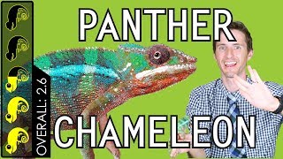 Panther Chameleon The Best Pet Lizard [upl. by Mihar]