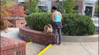 Sheltie Socker Training At Biltmore Park  Dog Training in Asheville NC [upl. by Moht706]