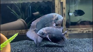 Hypselecara Temporalis Cichlid AKA Chocolate Cichlid Bonus UpdateMust See Trimac Cichlid Update [upl. by Sivle]