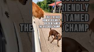 The Village Champ’s Challenge A Bark Turns to Regret animals [upl. by Crandall]