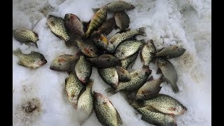 Crappie Bluegill and Perch Ice Fishing  2018 Foxburg Ice Fishing Tournament  Kahle Lake [upl. by Zenobia951]