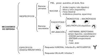 Inmunología 01  Mecanismos de defensa inespecíficos y específicos [upl. by Gaige91]