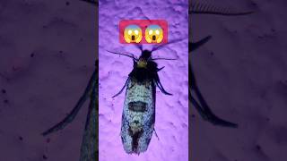 Cute little moth 😍shorts moths insects bugs cuteanimal butterfly butterflyshorts [upl. by Rehttam]