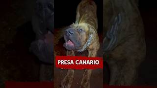 Meet the Most Dangerous Dog Presa Canario Unleashed 😱 presacanario dog animals [upl. by Sabina]