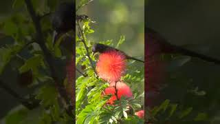 Orchard Oriole shorts birds [upl. by Ahcsrop907]