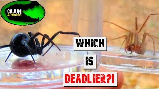 Black Widow VS Brown Recluse [upl. by Ynobe]