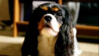 Growling Cavalier king charles spaniel [upl. by Aniroz17]