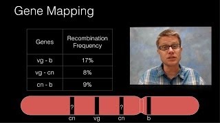 Genetic Recombination and Gene Mapping [upl. by Asyar616]