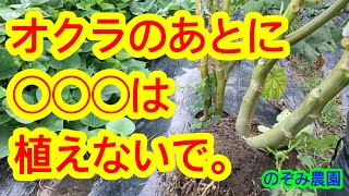 【オクラ】オクラの根っこに無数のコブがあれば要注意！そのあとに植えない方が良い野菜をお伝えします！ [upl. by Ilek]