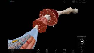 Visible Body  The Structure of Skeletal Muscle [upl. by Tyrrell]