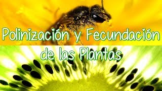 La Polinización Y La Fertilización En Las Plantas Con Flores [upl. by Machutte958]