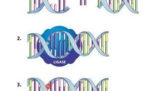 Ligation Using T4 DNA Ligase  Amrita University [upl. by Glass]