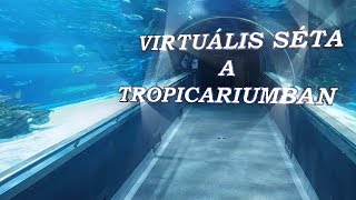 Virtuális séta a Tropicarium [upl. by Bum883]