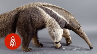 The Giant Anteater Carries On 25 Million Years and Counting [upl. by Assyl]