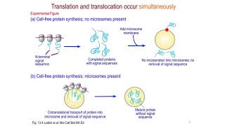 Proteinsorting pathways in eukaryotes [upl. by Eniloj418]