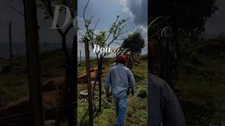 La Vida de Don Nelo en el Rancho 🇲🇽 mexico rancho cowboy michoacan film [upl. by Berni]