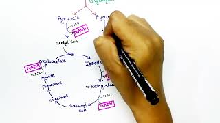 Krebs Cycle Biochemistry Hindi by Snigdha Goswami  Citric acid cycle  Tricarboxylic acid cycle [upl. by Kirsti698]