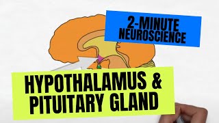 2Minute Neuroscience Hypothalamus amp Pituitary Gland [upl. by Nessnaj]