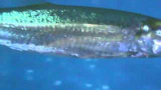 Large red tail barracuda [upl. by Sung414]