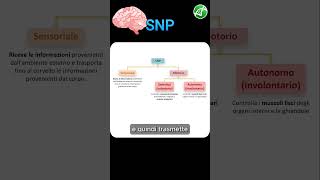 Organizzazione del Sistema Nervoso [upl. by Frum]