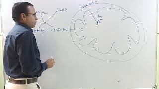 Electron Shuttle System in Cellular Respiration MalateAspartate and GlycerolPhosphate [upl. by Griggs]