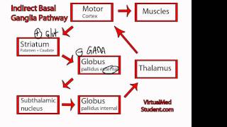 Basal Ganglia Indirect Pathway [upl. by Arhsub269]