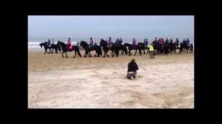 Friesian Horses The Netherlands [upl. by Acassej495]