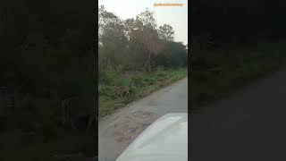 Wildlife in Bardiya National Park Nepal Langur Spotted deer Rhesus monkey peacock visitnepal [upl. by Nollahp262]