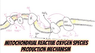 mitochondria ROS umerfarooqbiology7083 [upl. by Gussy257]