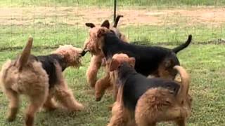 New Point Kennel Airedales Having Fun [upl. by Lled]