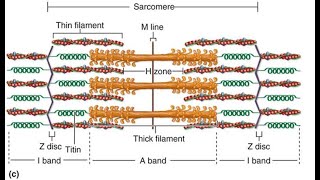 Structure of Myofibril [upl. by Bael239]