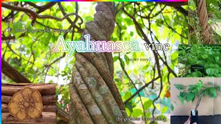 How To Grow And Propagate Ayahuasca Banisteriopsis Caapi Easy [upl. by Airdnahc167]