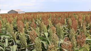 Export Sorghum [upl. by Elburr]