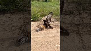 Eagle fly down and trying hunt a big roaster 🦅youtube hunting birds youtube youtubeshorts [upl. by Heisser349]