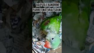 BABY ALEXANDRINE PARROT NATURAL SOUNDbabyalexanderalexanderparrotalexandrineparrotcuteparrot [upl. by Elsie348]