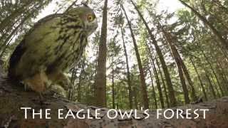 The eagle owls forest [upl. by Sharos167]