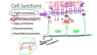 Dr Benaduce Cell Junctions Tissues Lecture [upl. by Tobey]