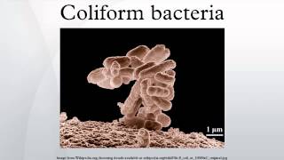 Coliform bacteria [upl. by Joktan]