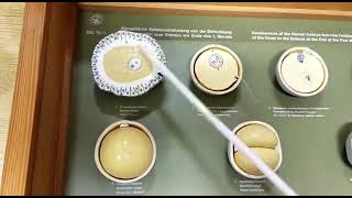 Complete Overview of Models of General Embryology  1st year Mbbs Viva Ospe [upl. by Winnick]