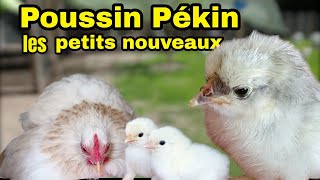 Déplacer et isoler des mamans poule et leurs poussins  pour plus de securité [upl. by Colvert]