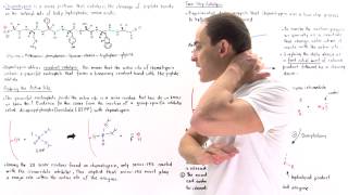 Chymotrypsin and Covalent Catalysis [upl. by Porcia]